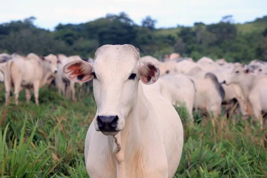 Rebanho Nelore em pasto verde, vaca em primeiro plano