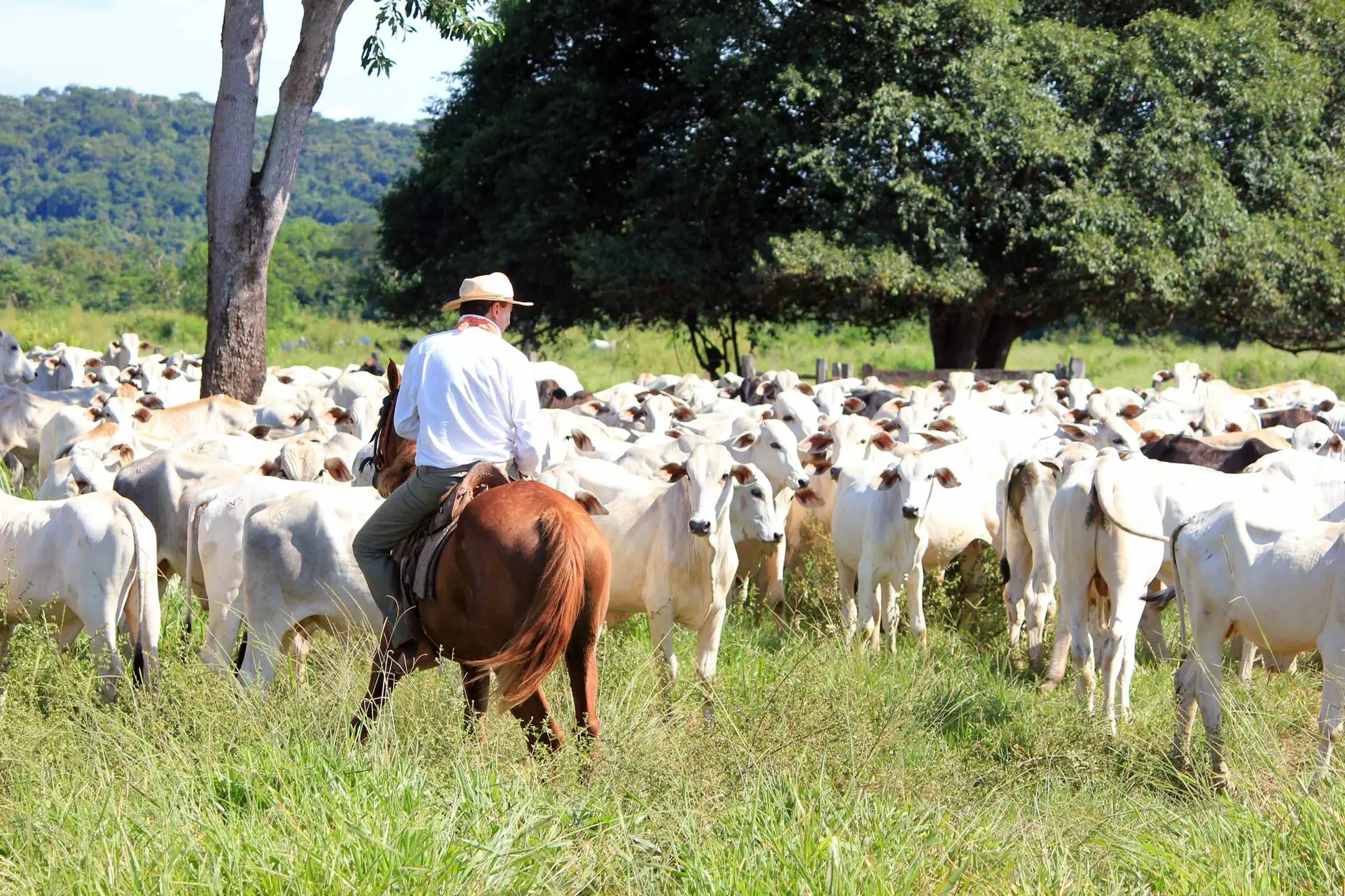 Vaqueiro a cavalo conduzindo boiada Nelore em pasto verde