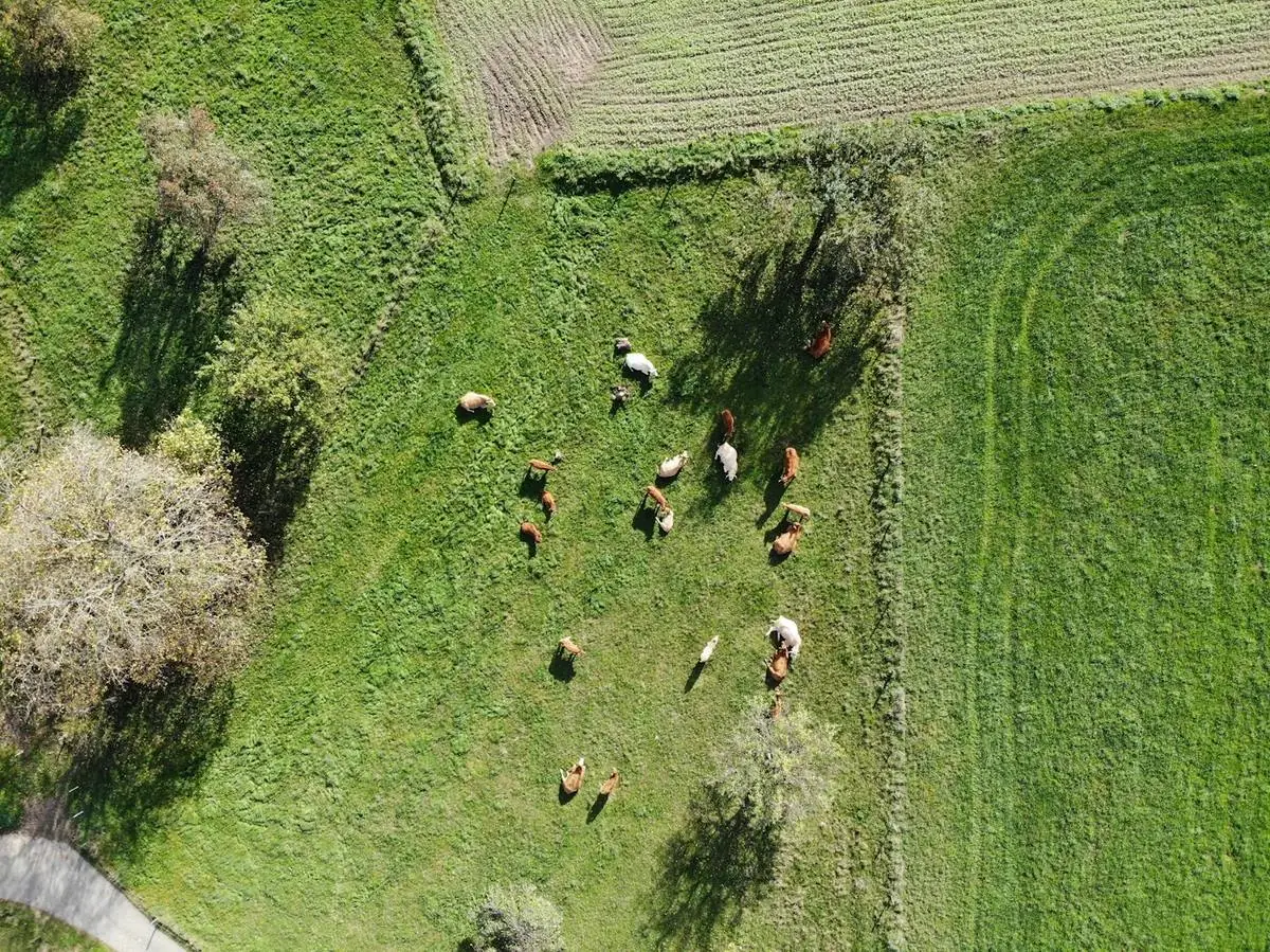 Vista aérea do rebanho pastando em campo verde
