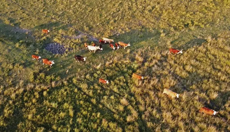 Vista aérea de gado em campo dourado ao entardecer